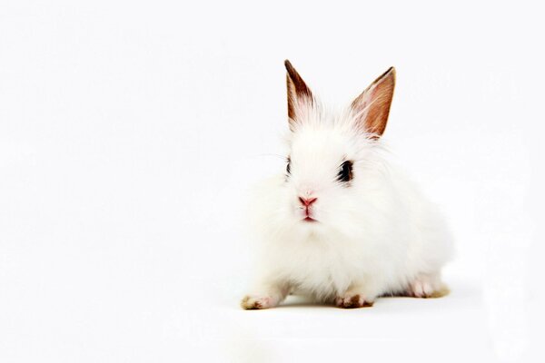 A small white rabbit with black eyes