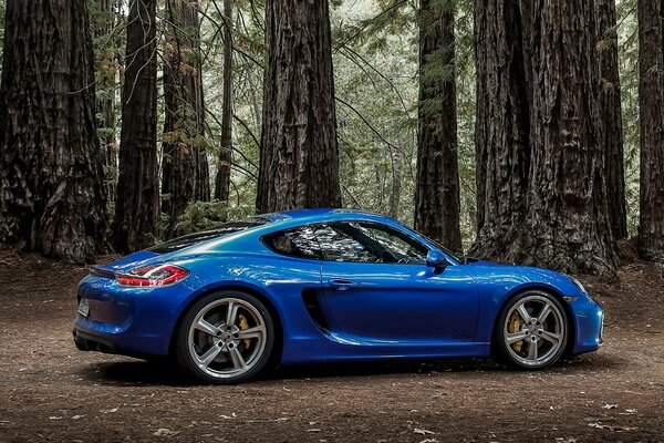 Porsche im Wald unter hohen Bäumen