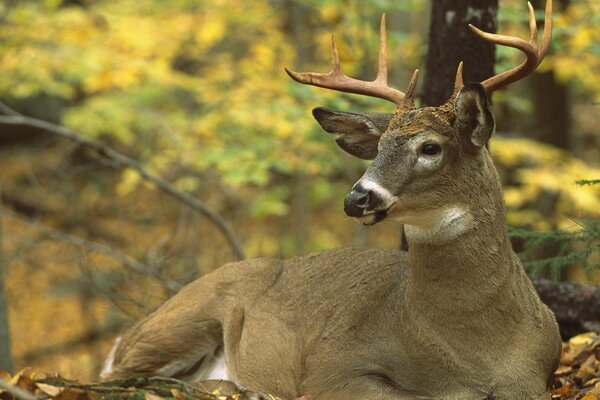 Deer rest after lunch