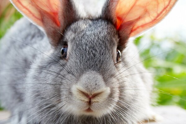 Photo près de lapin gris