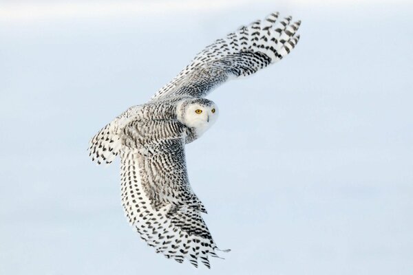 A snowy owl flies with its wings spread