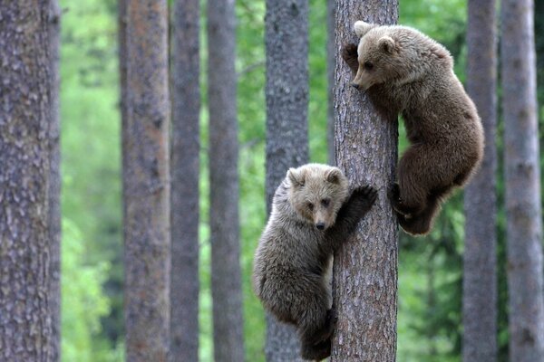 Coppia di cuccioli che si arrampicano su un albero e guardano in basso