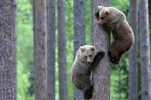 Пара медвежат забравшихся на дерево и глядящих вниз