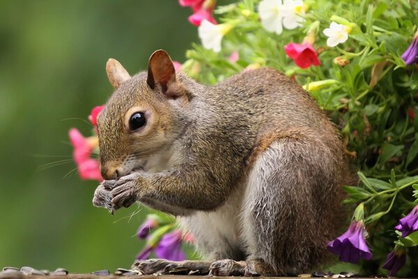 Ardilla come comida en sus patas entre una planta con flores