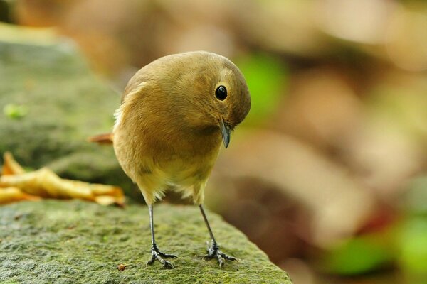 Oiseau jaune assis sur une pierre