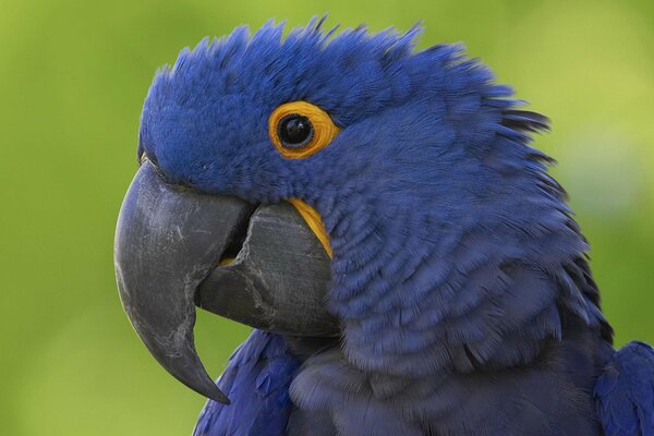 The blue parrot looks with one eye