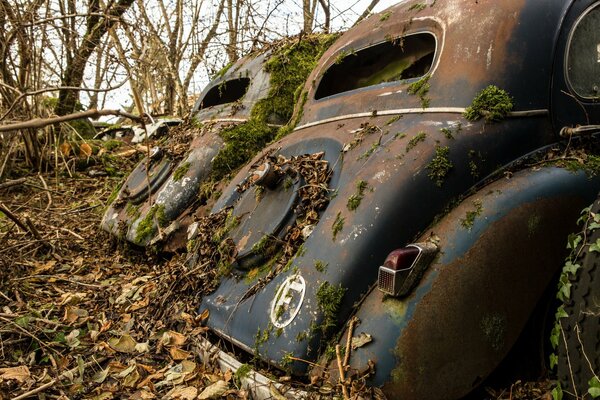 Alte kaputte Autos mit Moos bewachsen