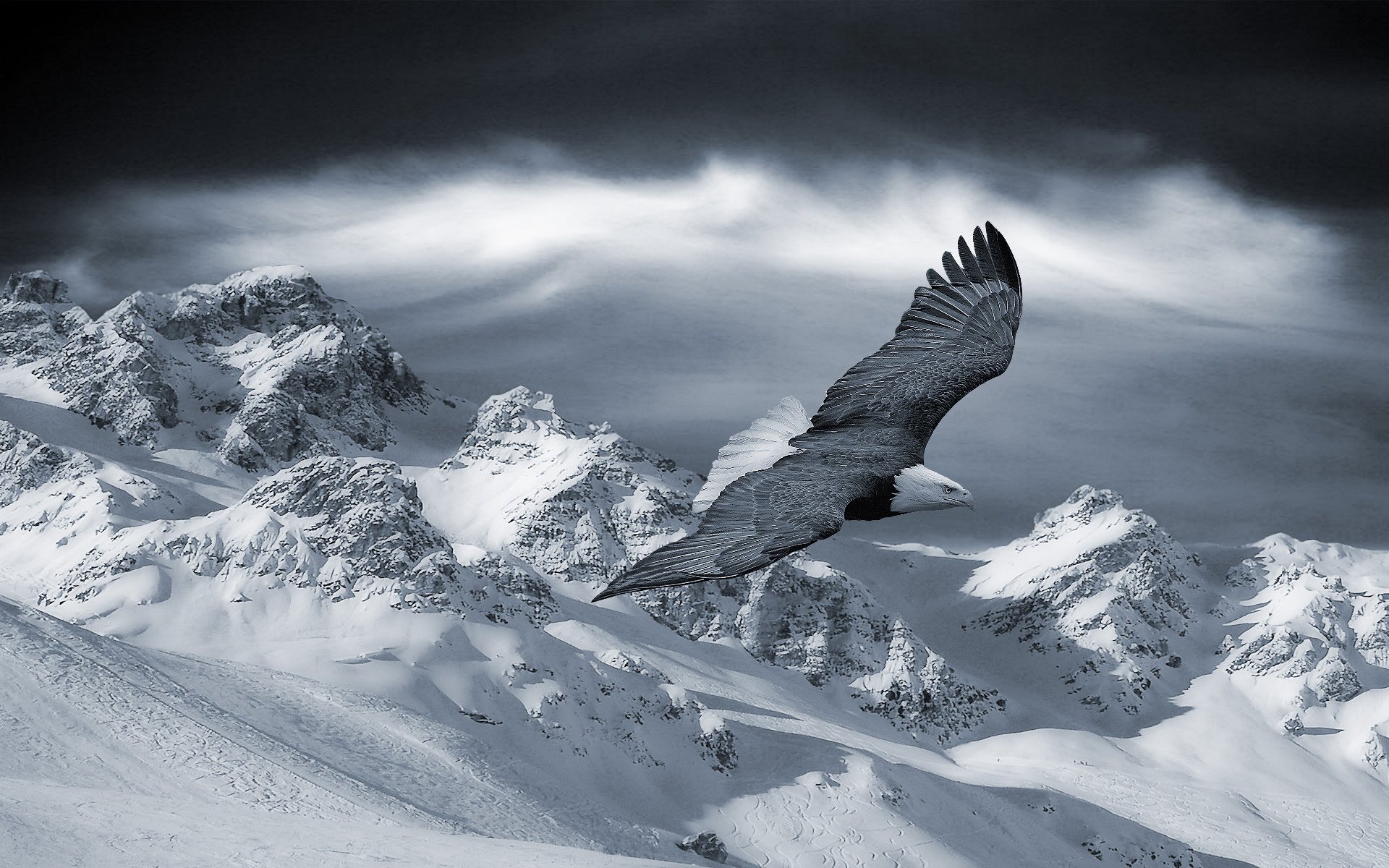 aigle ciel noir montagnes hiver neige vol oiseaux altitude à plumes pygargue à tête blanche