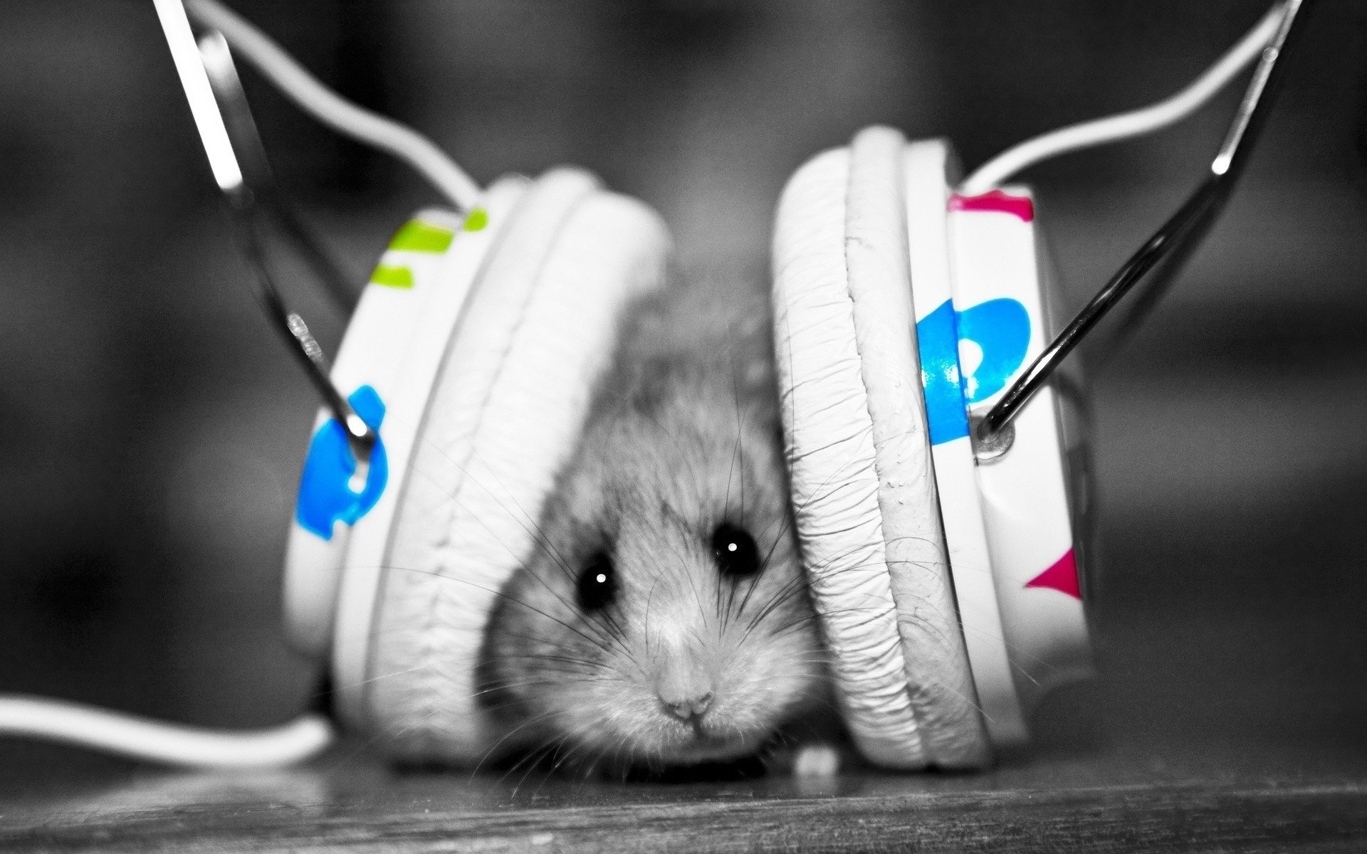 ratón auriculares música aficiones animales roedores