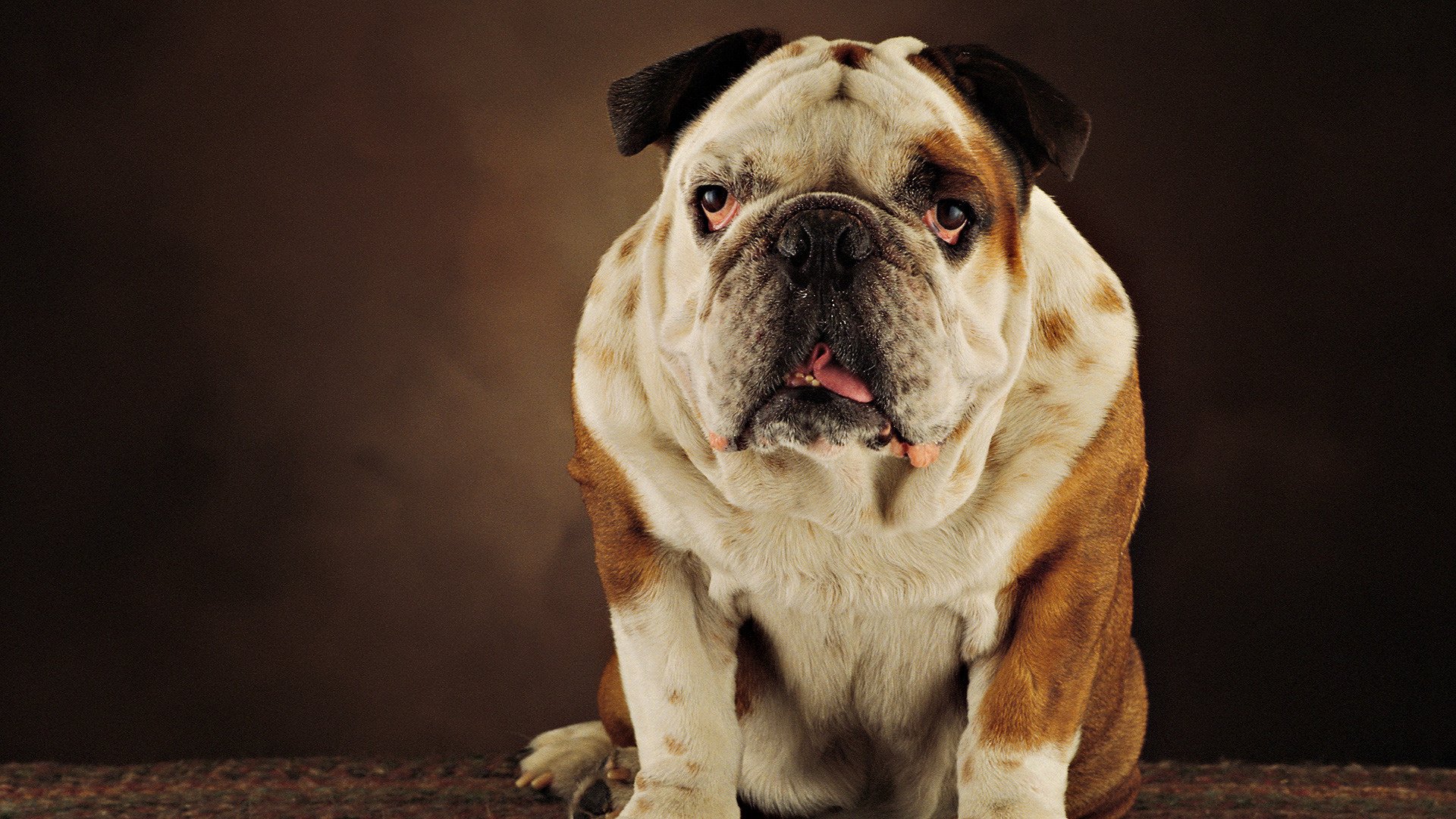 bulldog perro lengua hocico mirada inglés