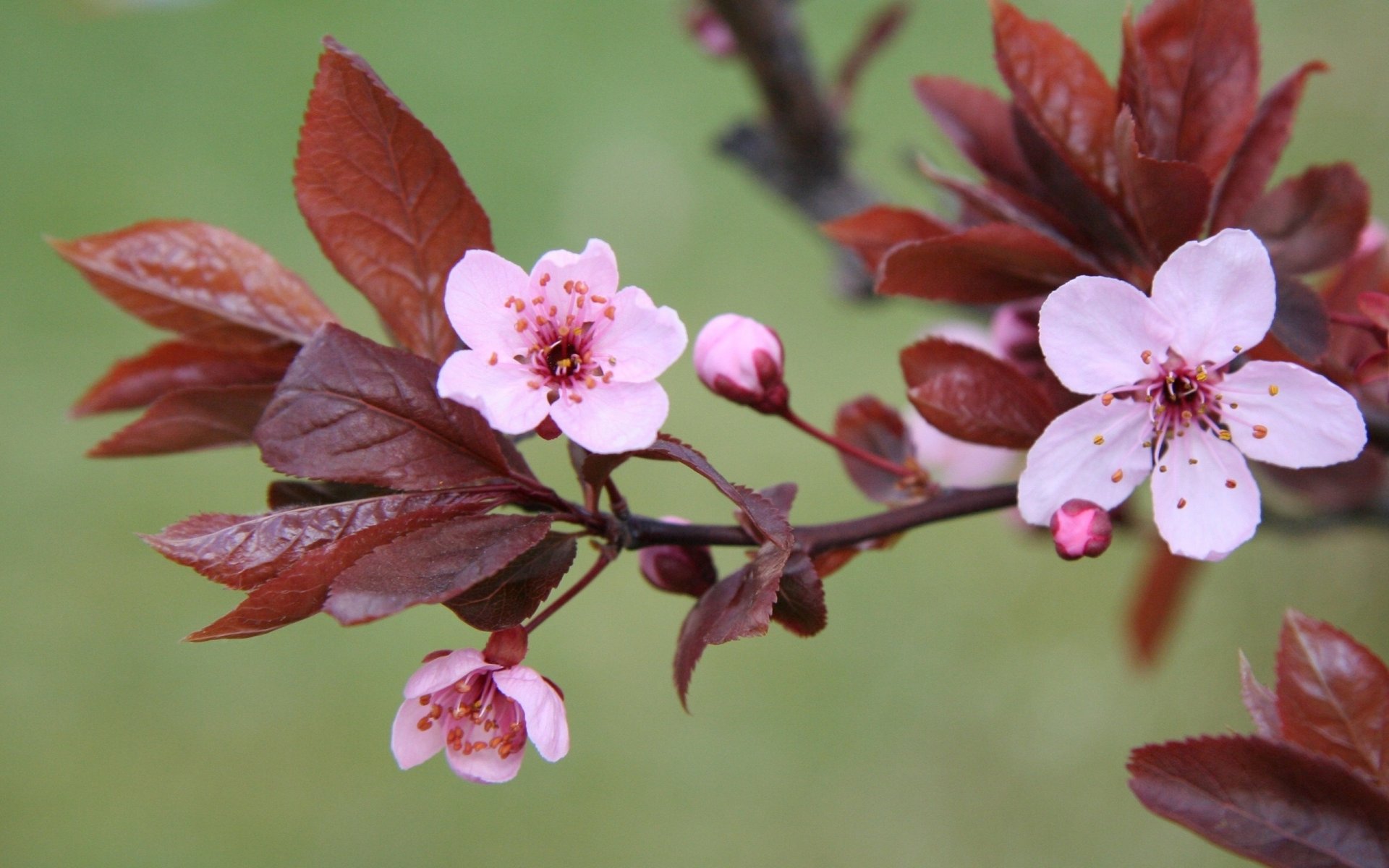 cerise fleur de cerisier feuilles fleur fleurs floraison branche rose vert fond printemps nature plantes macro