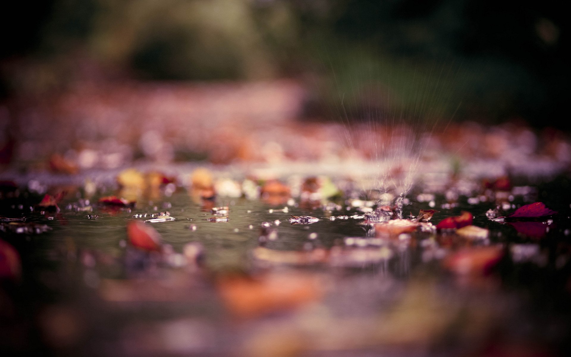 gros plan flaques d eau automne feuilles photographie eau gouttes éclaboussures parc