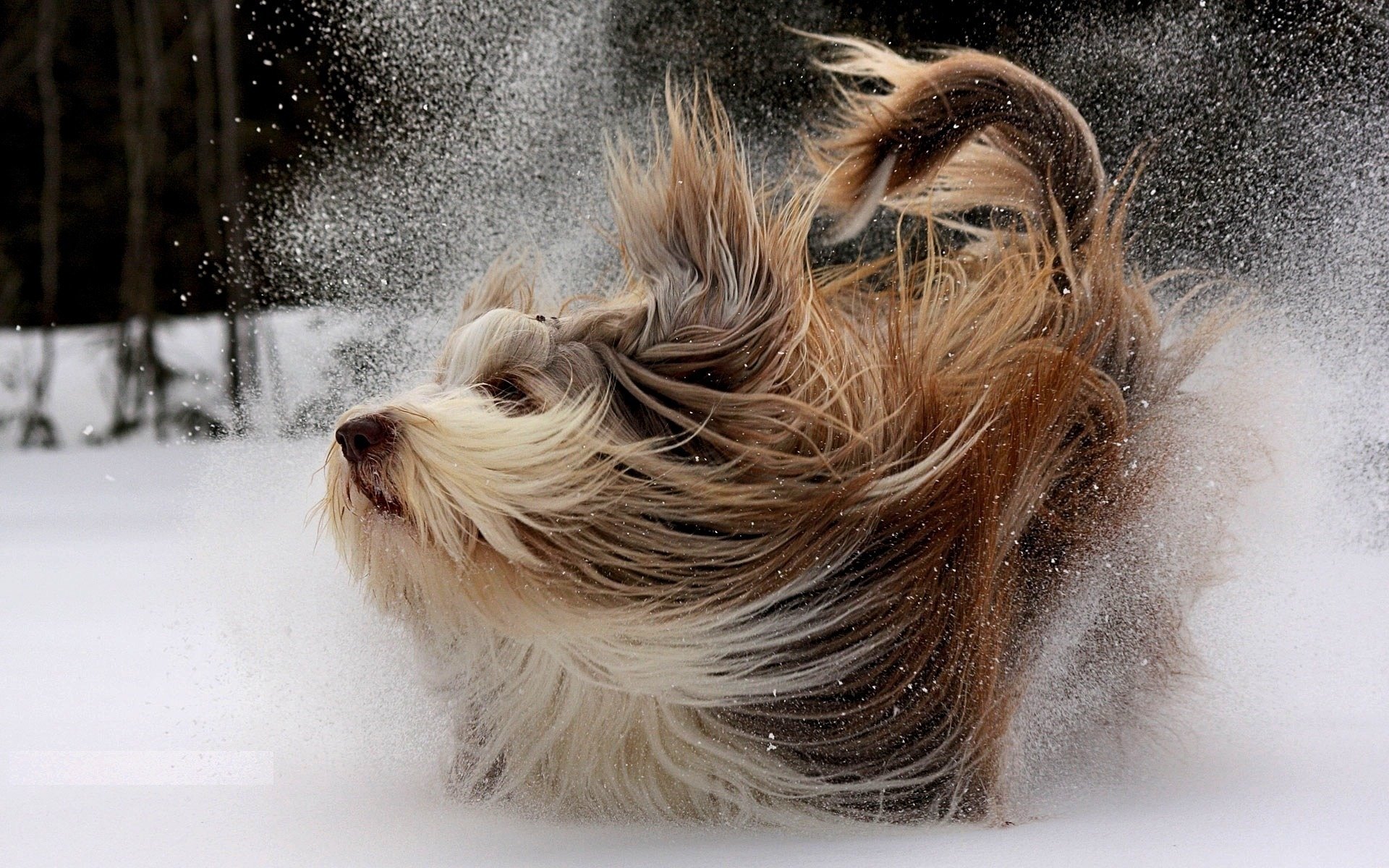 chien hiver marche neige mouvement