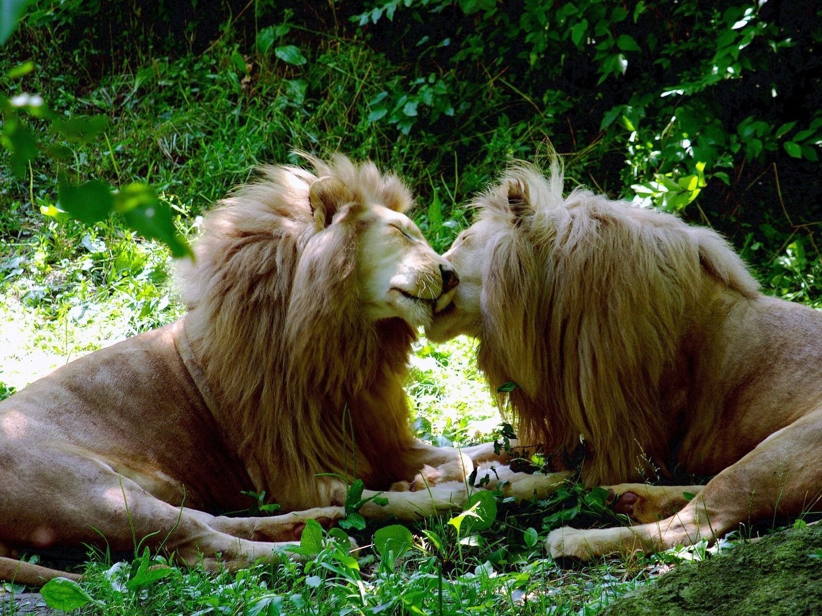 chats lions blancs animaux prédateurs amour félin