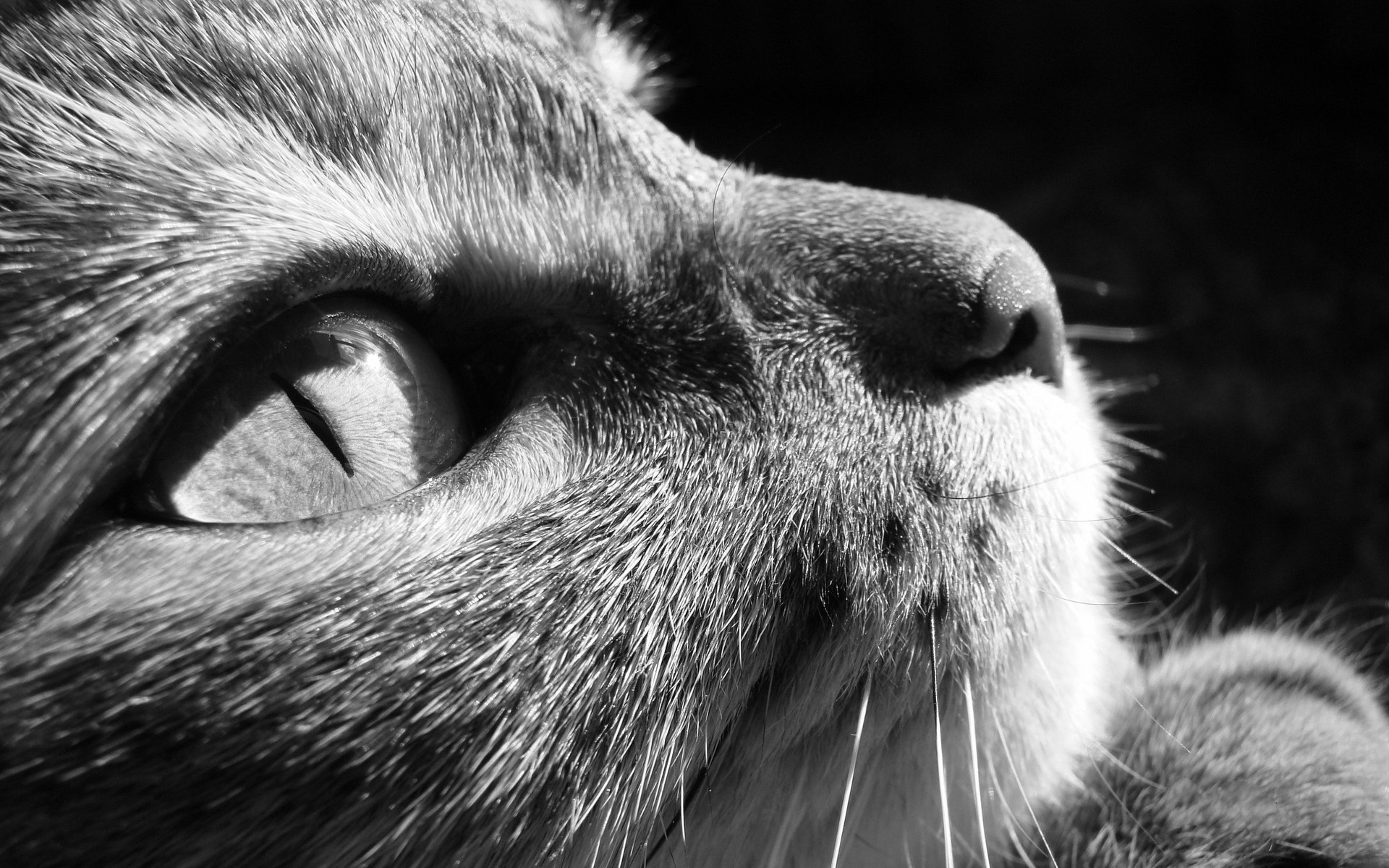 gatto gatto muso macro occhio bw animali sguardo felino