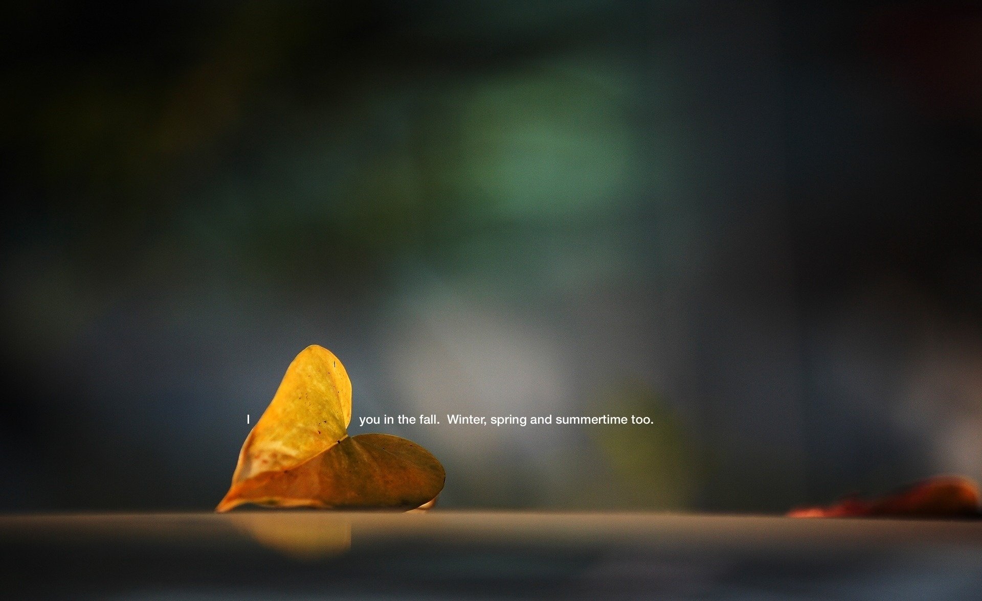 macro i ll fall winter in spring and summer too plant fallen sheet photo the inscription picture background wallpaper