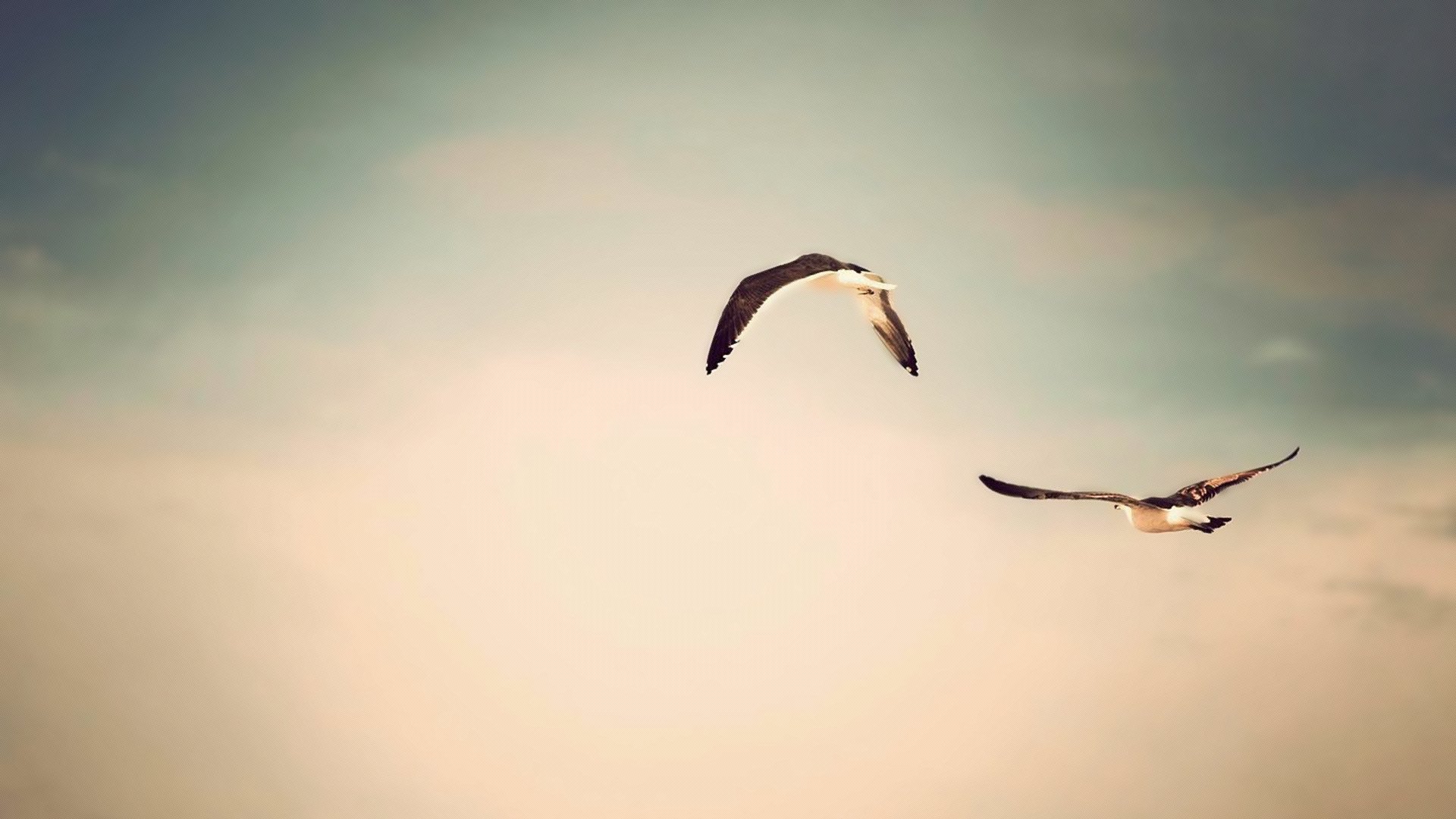 naturaleza cielo vuelo aves foto fondo fondos de pantalla animales