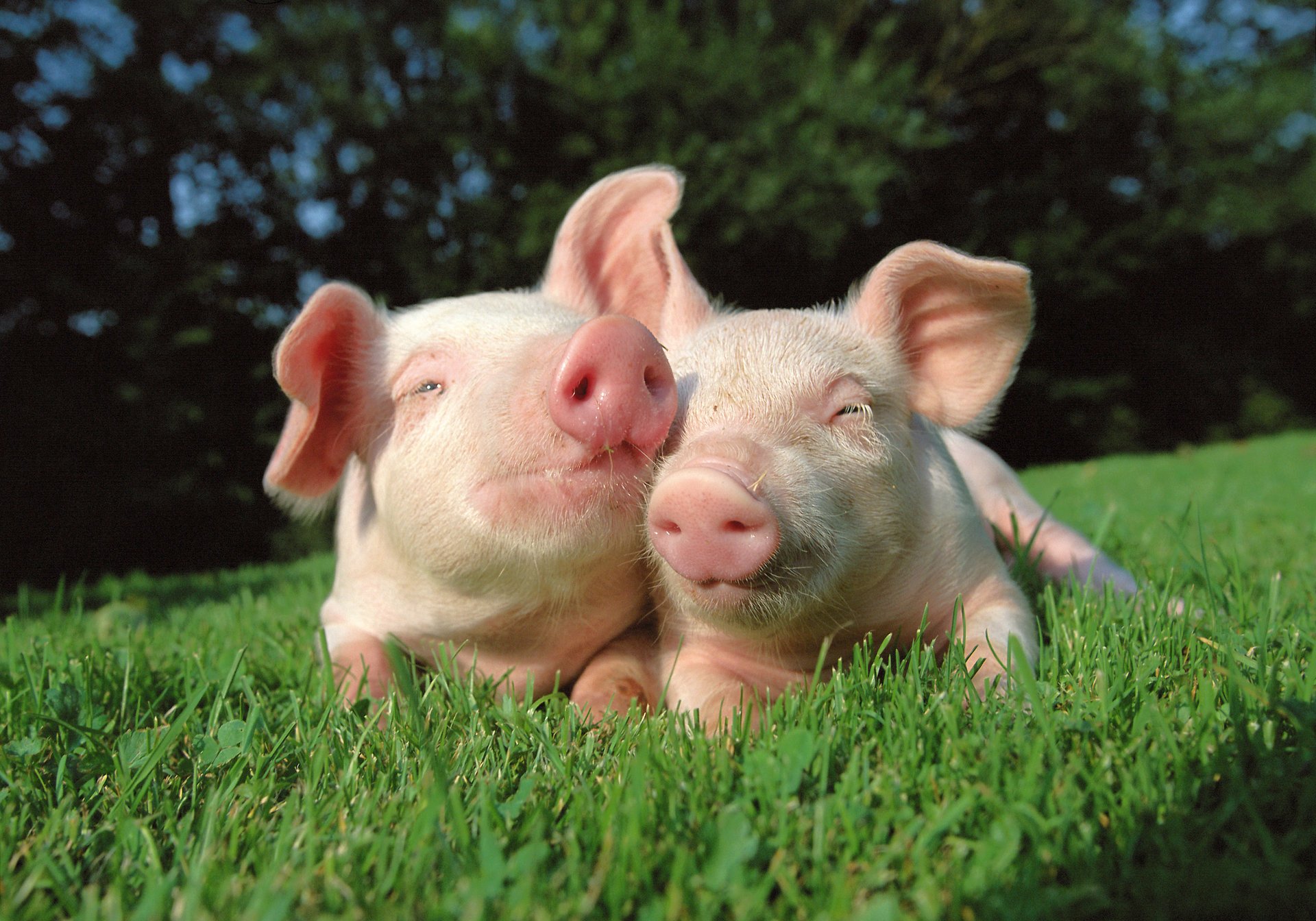 cerdos cerdo hierba naturaleza amigos sol tierra nariz árboles sonrisa