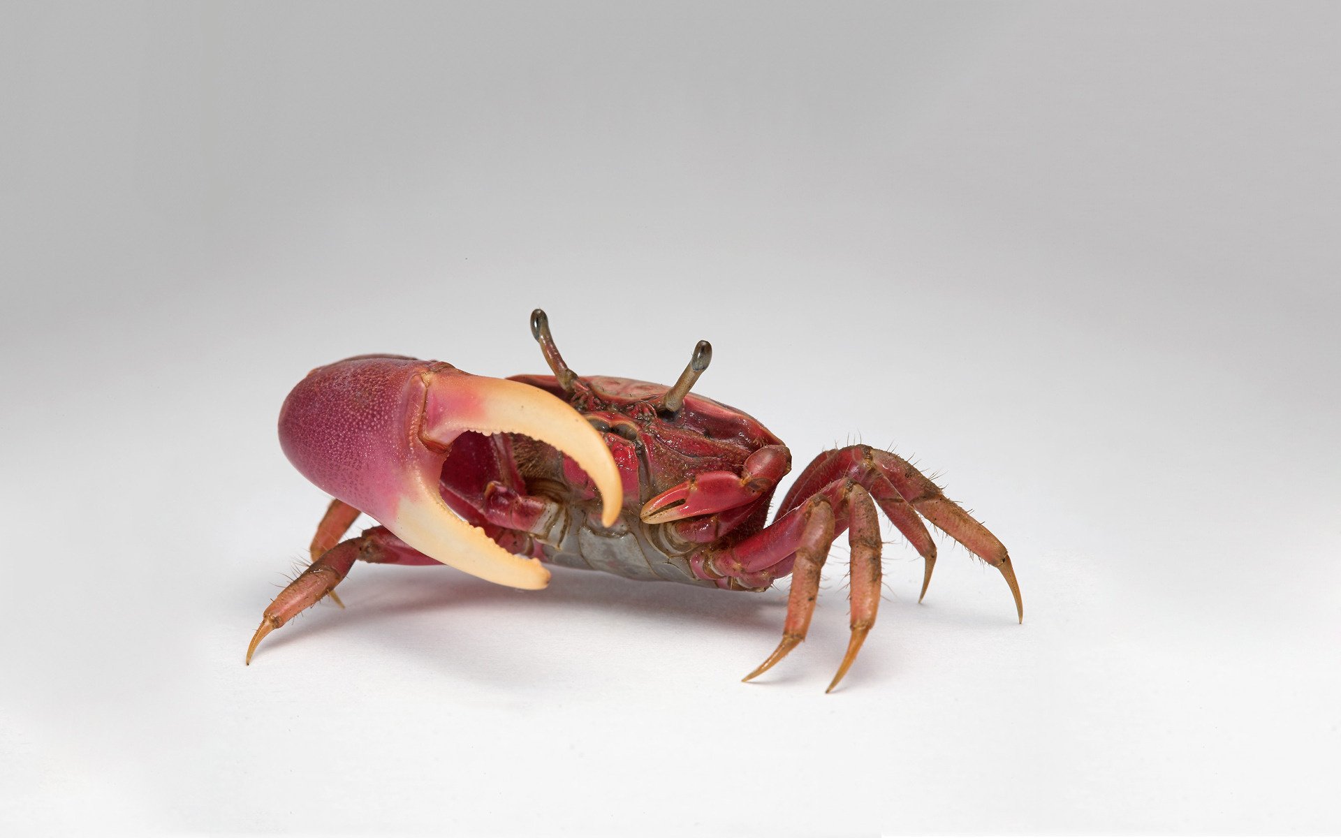 crabe nourriture griffe savoureux rouge fond gris amphibiens