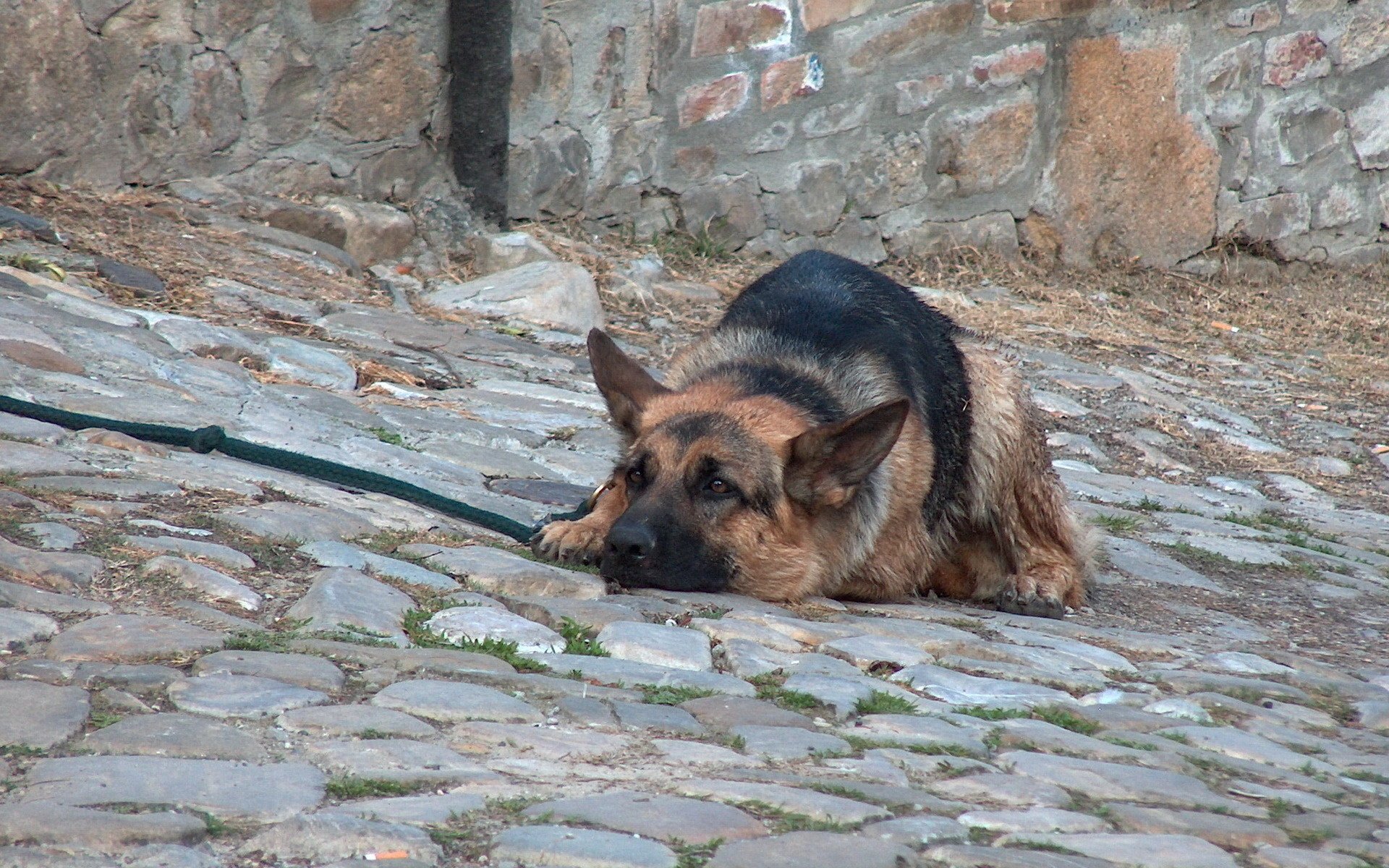 perro pastor amigo acera perros mirada alemán piedra melancolía