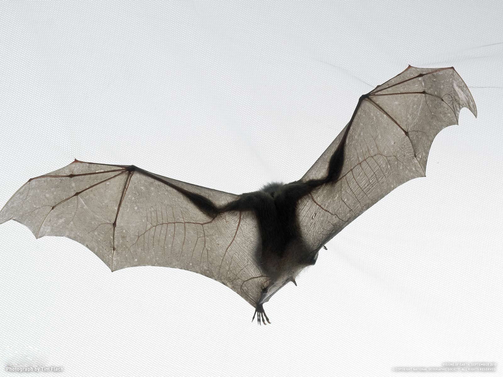 bat tim flach mysz nietoperz biały national geographic niebo lot