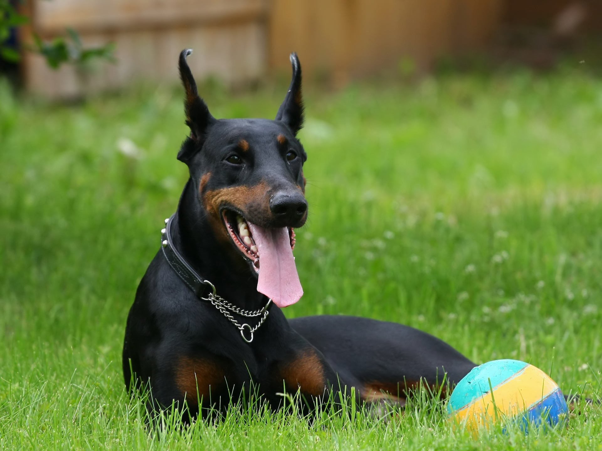 dog doberman lies grass the ball look eyes collar chain language