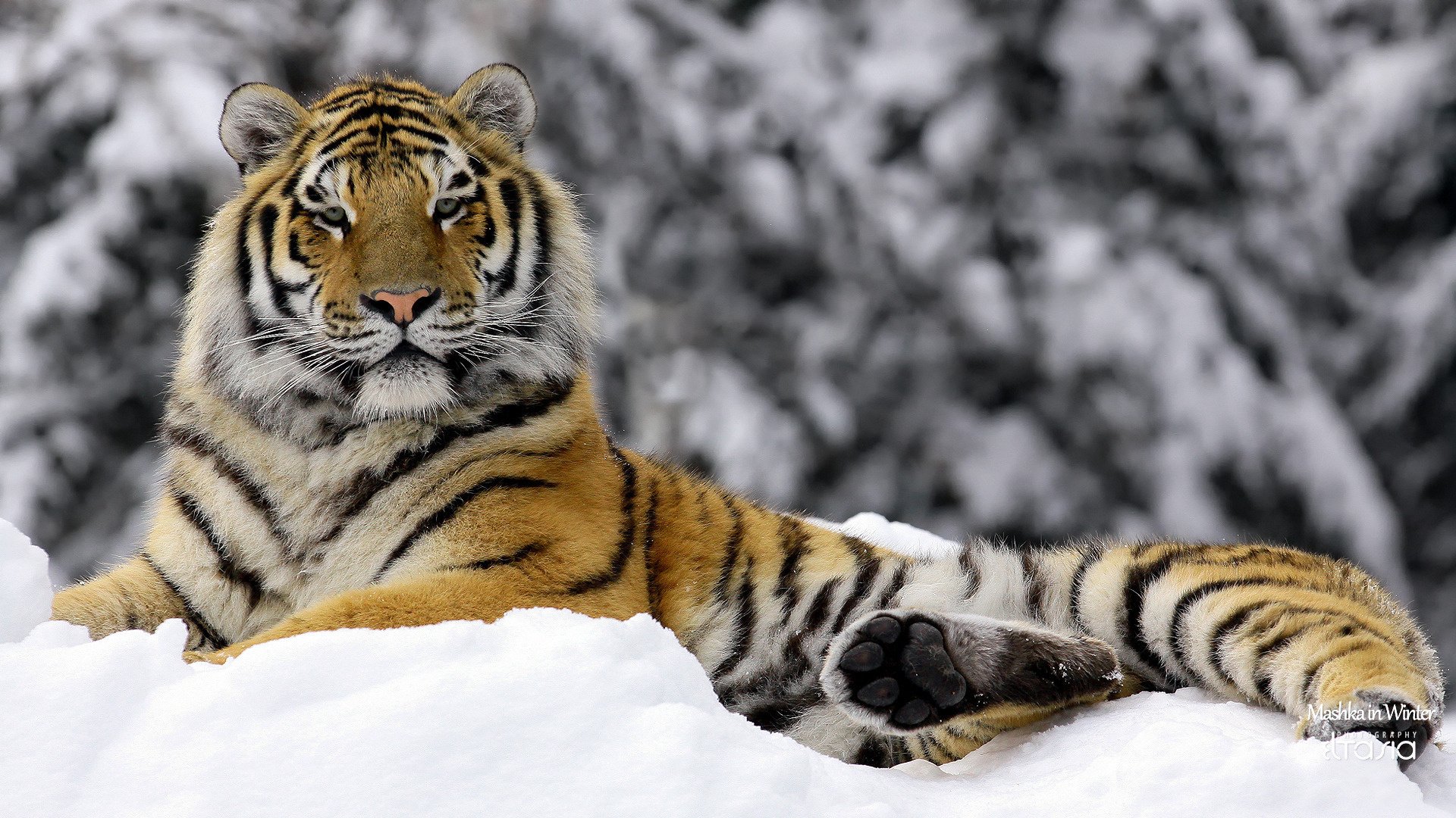 mashka in winter тигр зима животные хищники взгляд кошачьи глаза