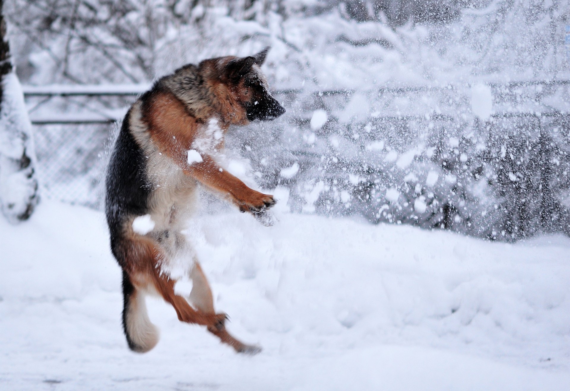 perro rosstrel invierno nieve perro pastor alemán salto