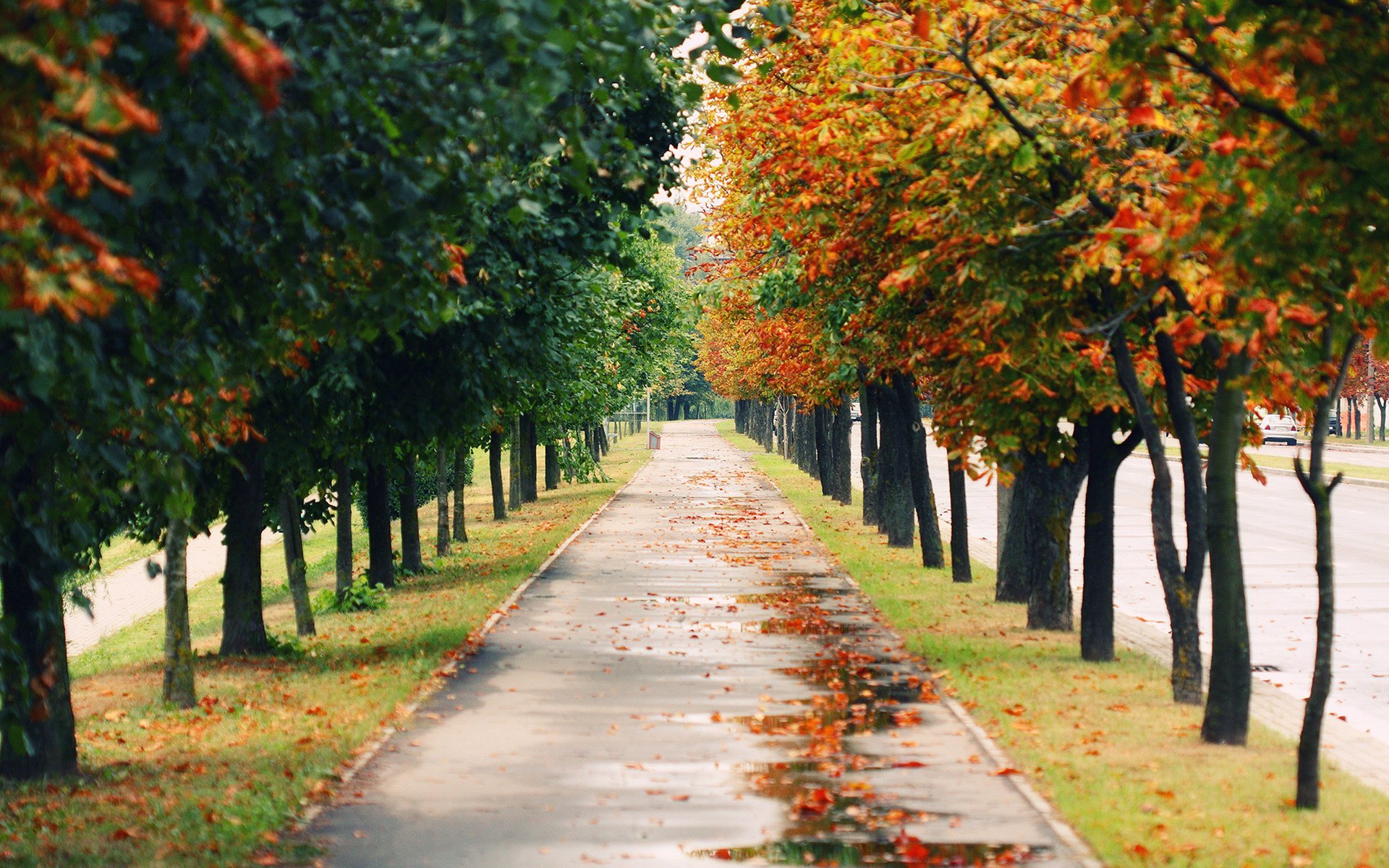 paesaggio natura umore umore parco alberi strada sentiero sentieri vicolo vicoli autunno carta da parati autunnale foresta caduta delle foglie tempo d oro estate indiana foglie gialle