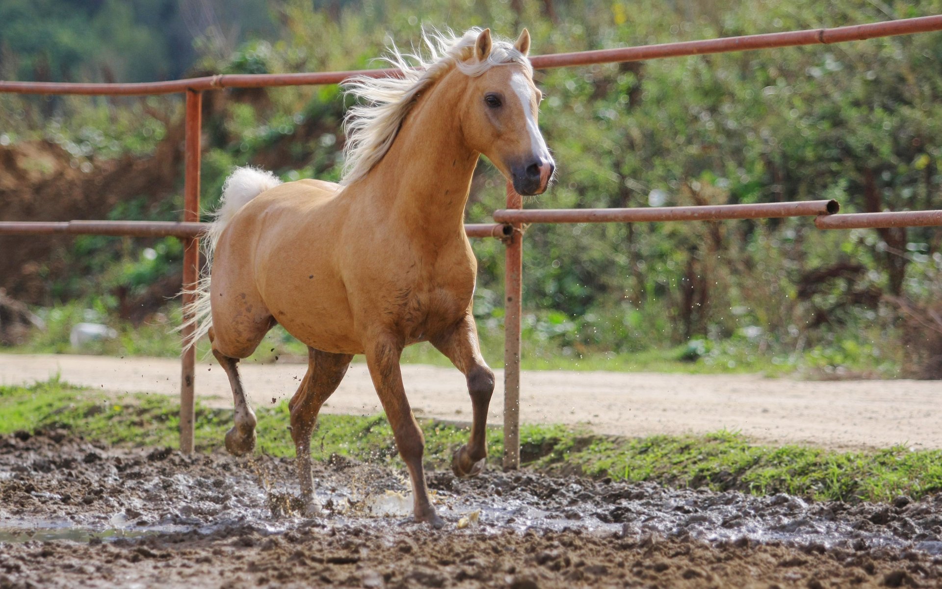 horse oporoza dirt red bokeh ungulates running speed summer mane road the fence nightingale