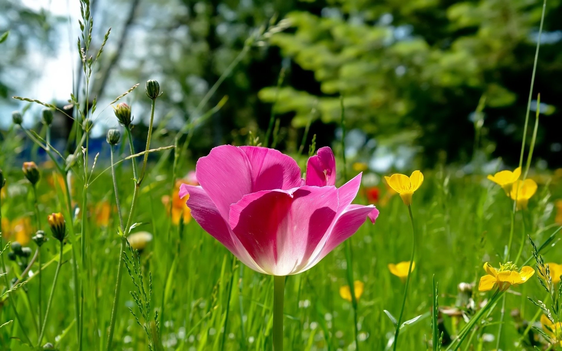 różowy kwiaty tulipan polana trawa natura focus lato