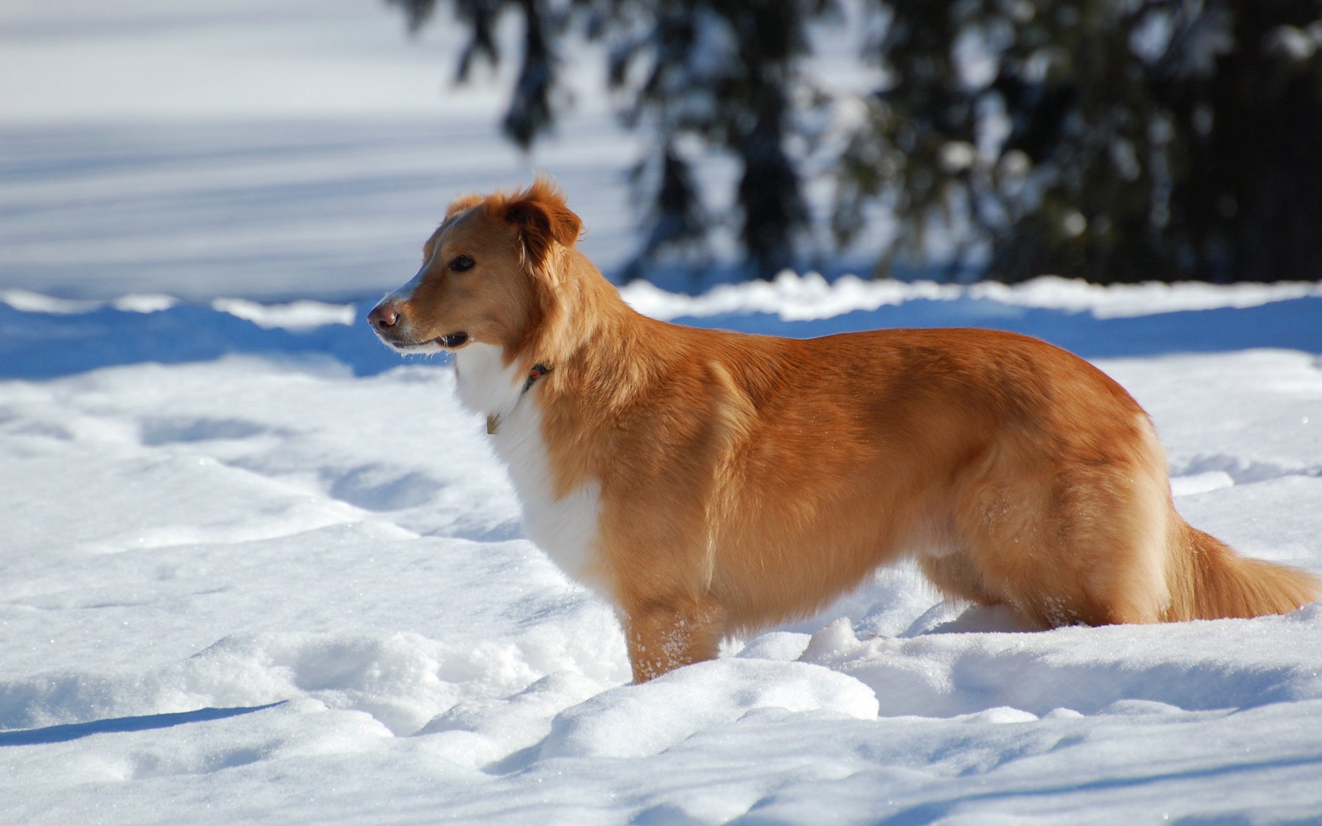 chien hiver neige arbres vue