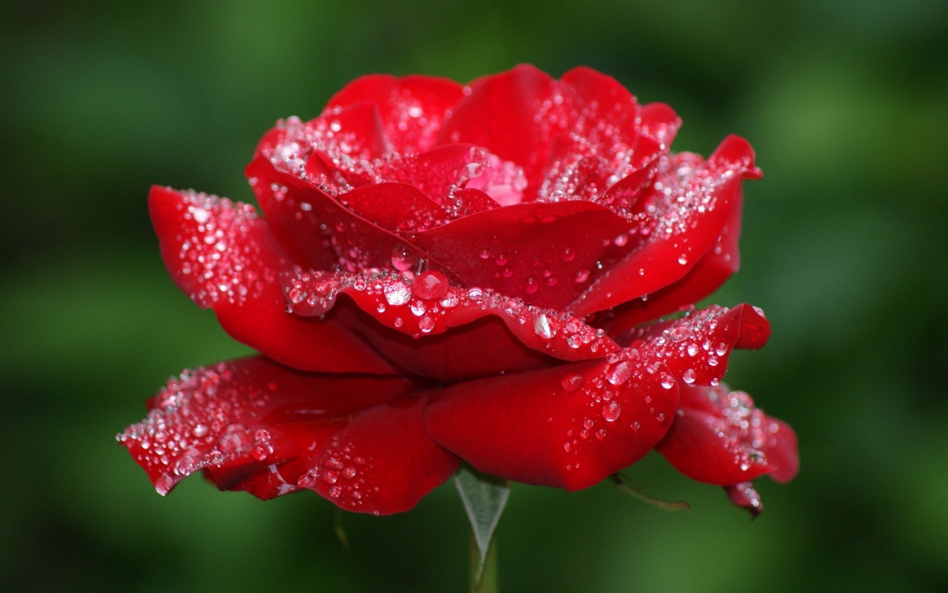 rose planche fleur bourgeon pétales rouge gouttes rosée macro beauté