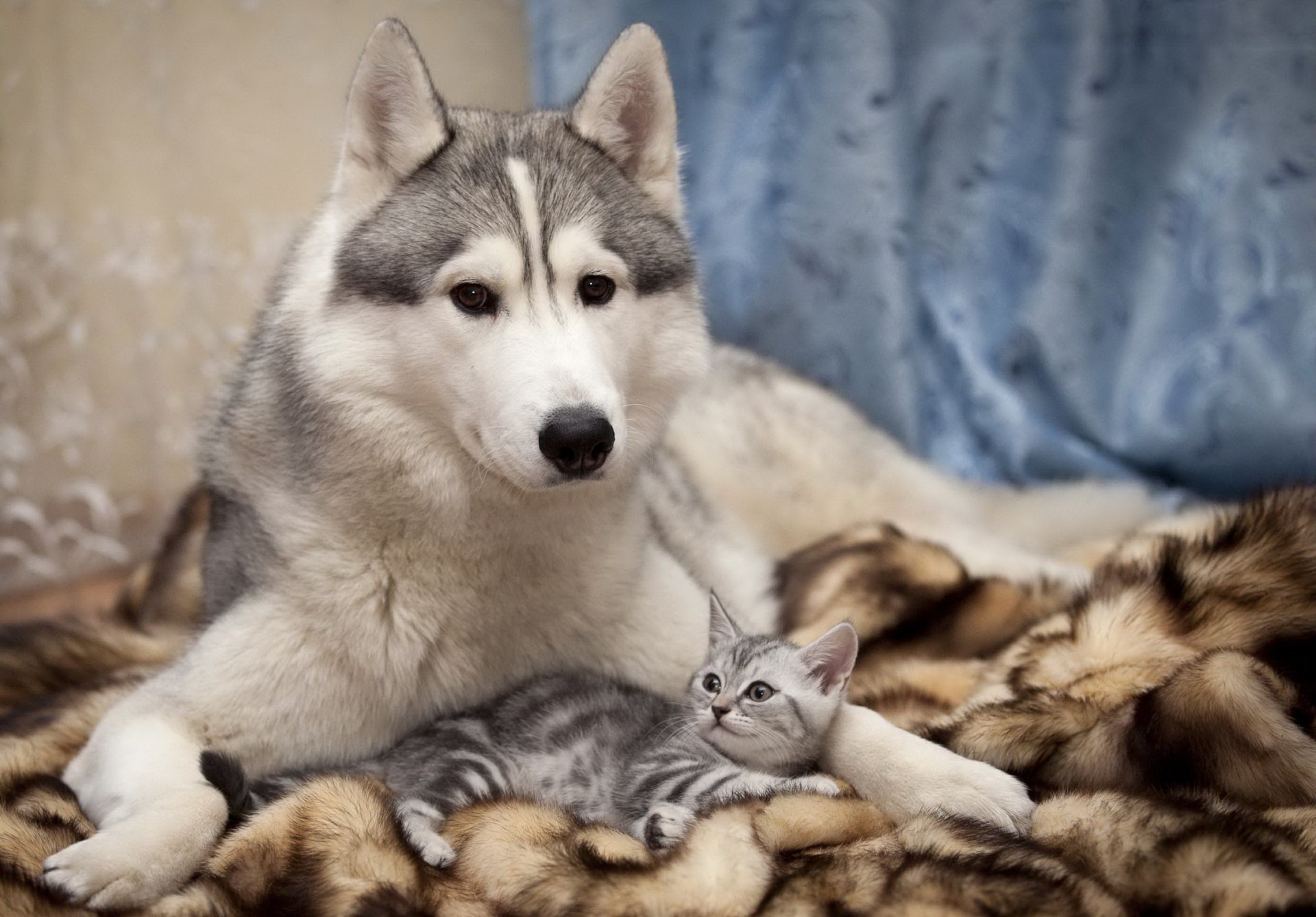 hund vorhang katze freundschaft fürsorge husky augen schrecken freude decke wand foto blick