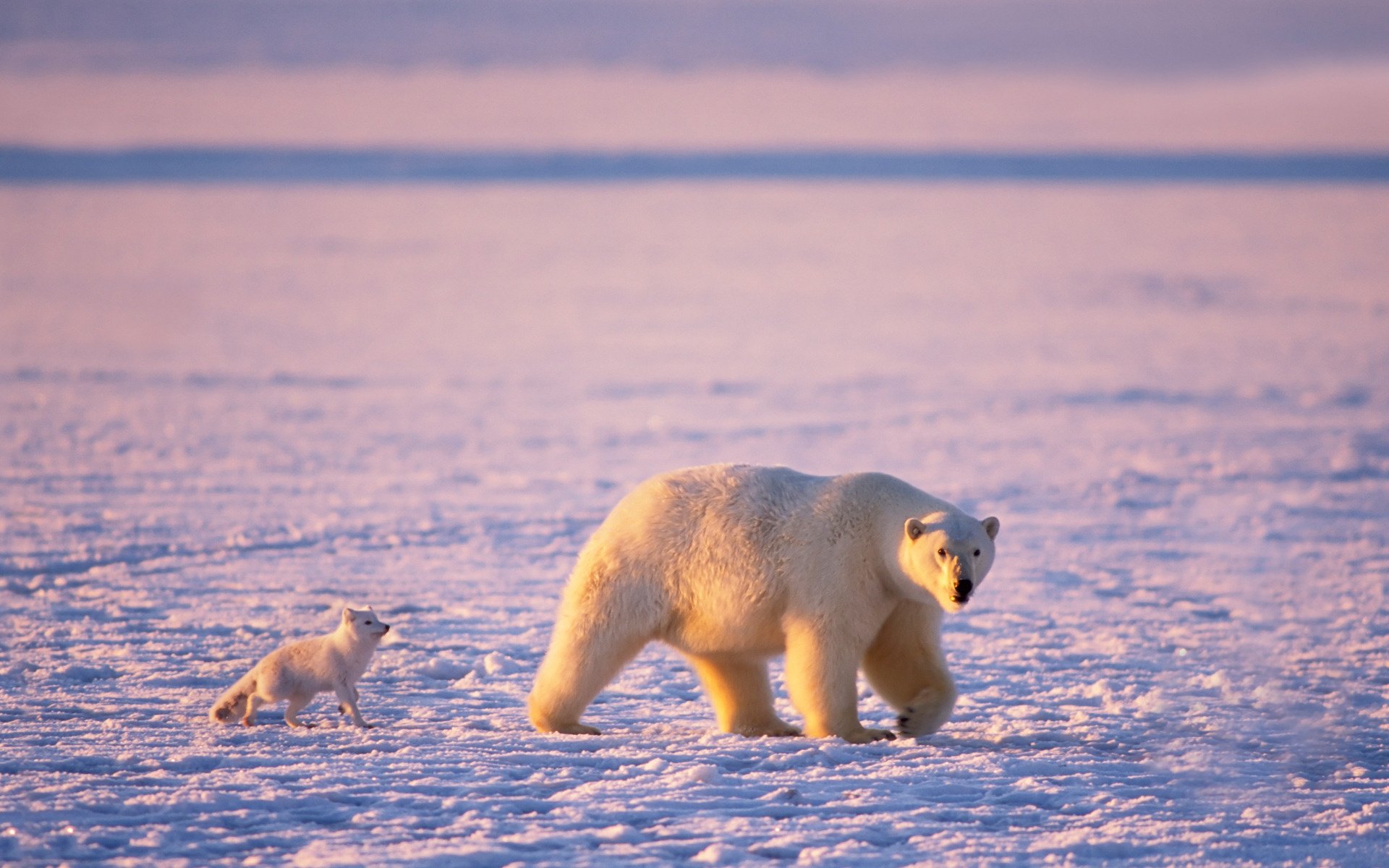 eisbär eisbären polarfuchs arktis eis bär raubtiere schnee sonnenstrahlen bären klumpfuß