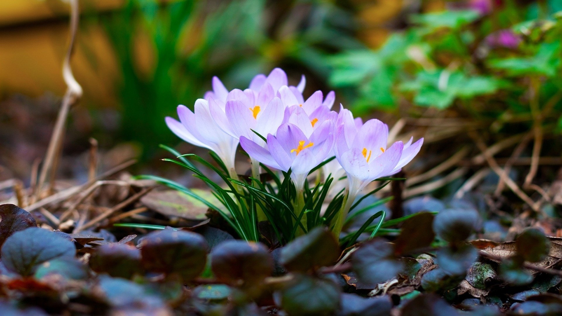 fleurs crocus feuilles primevères printemps gros plan