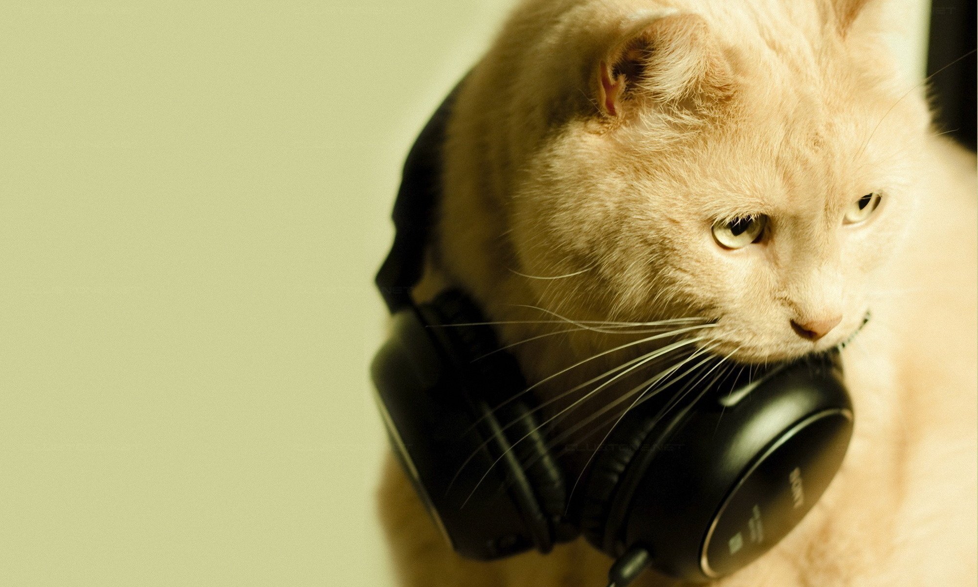 gato música auriculares macro amor gato animales mirada gato ojos