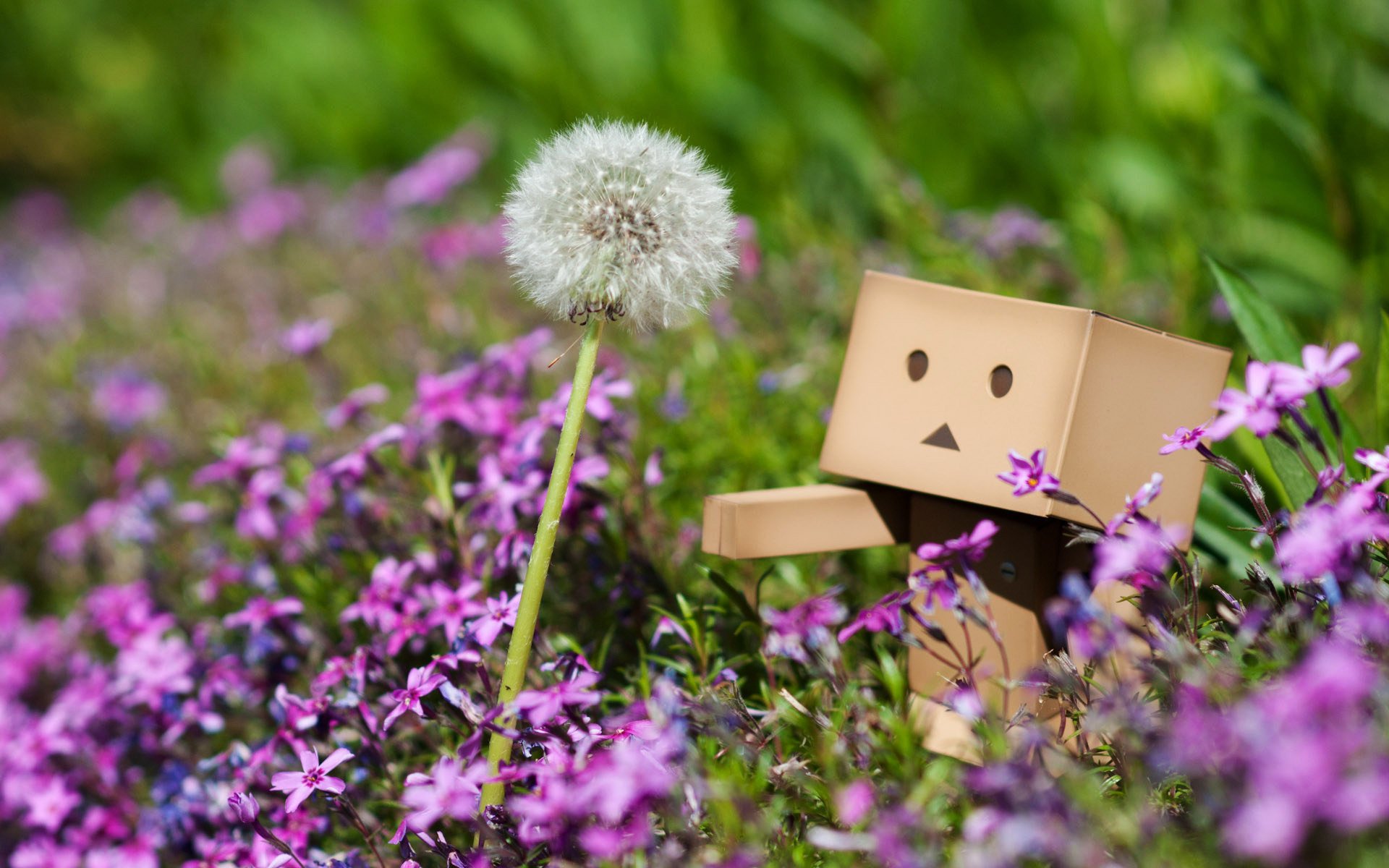 flowers danbo dandelion plants pink grass spring macro