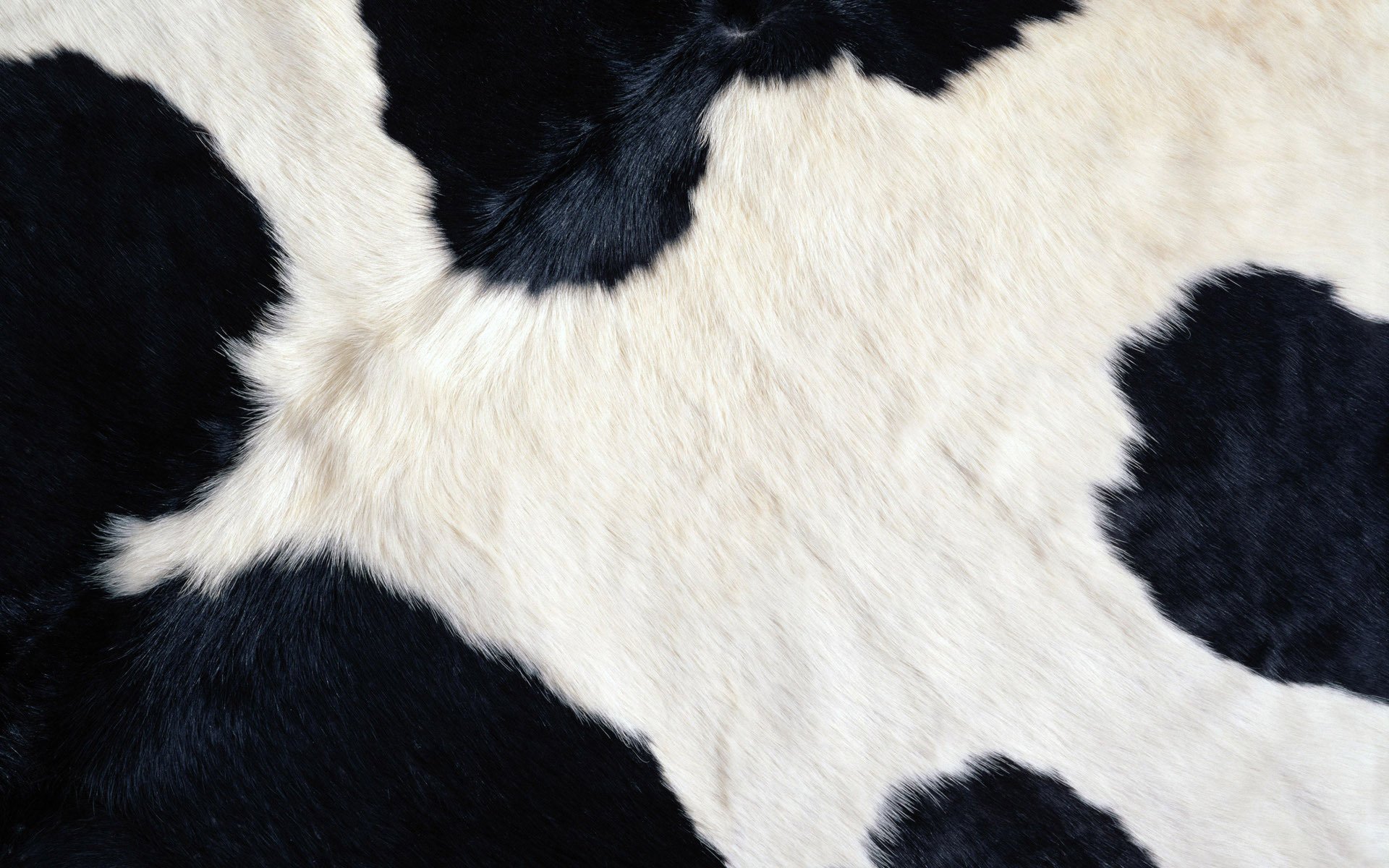 wool bessie cow black white texture