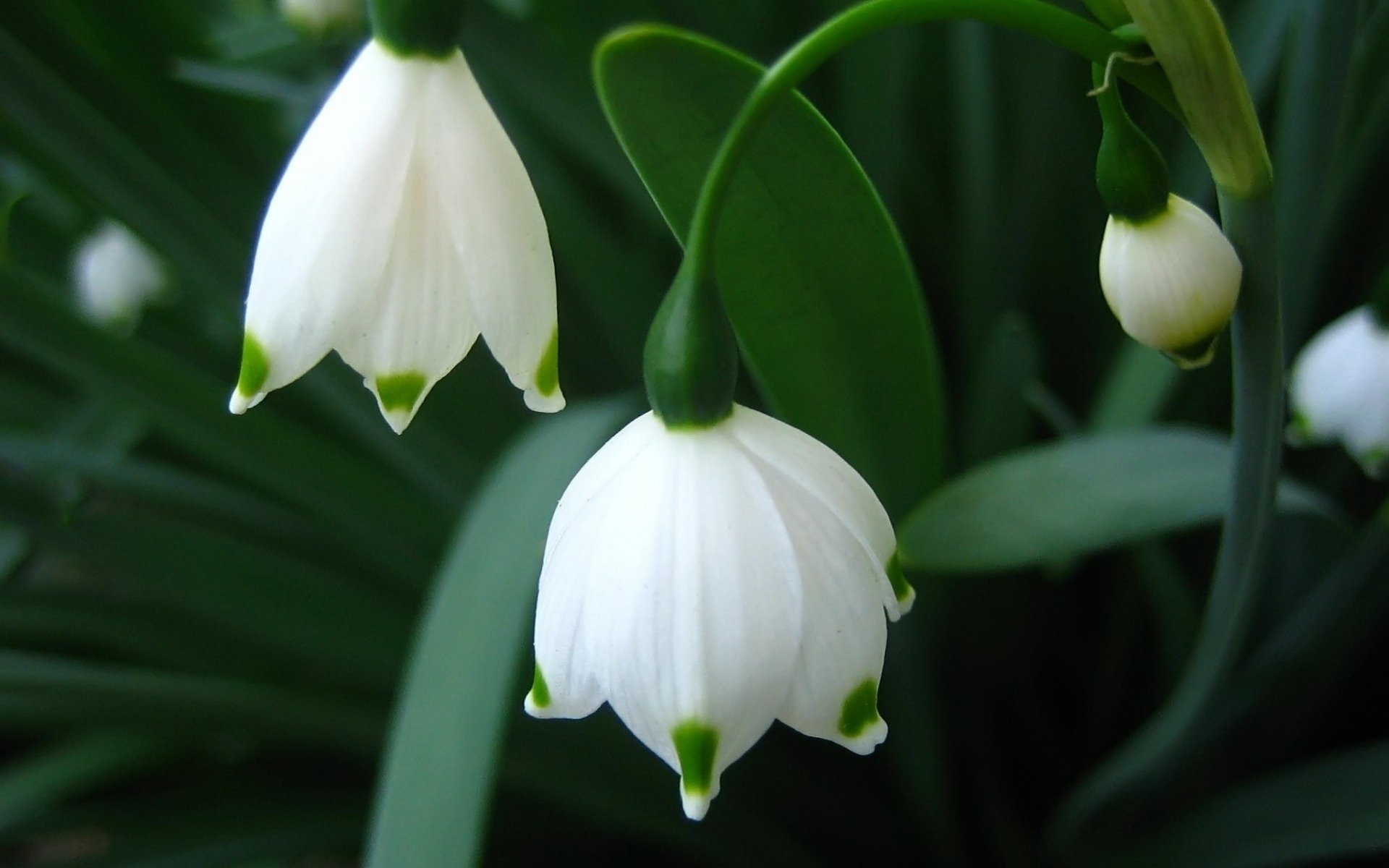 campanillas de invierno flores prímula primavera macro