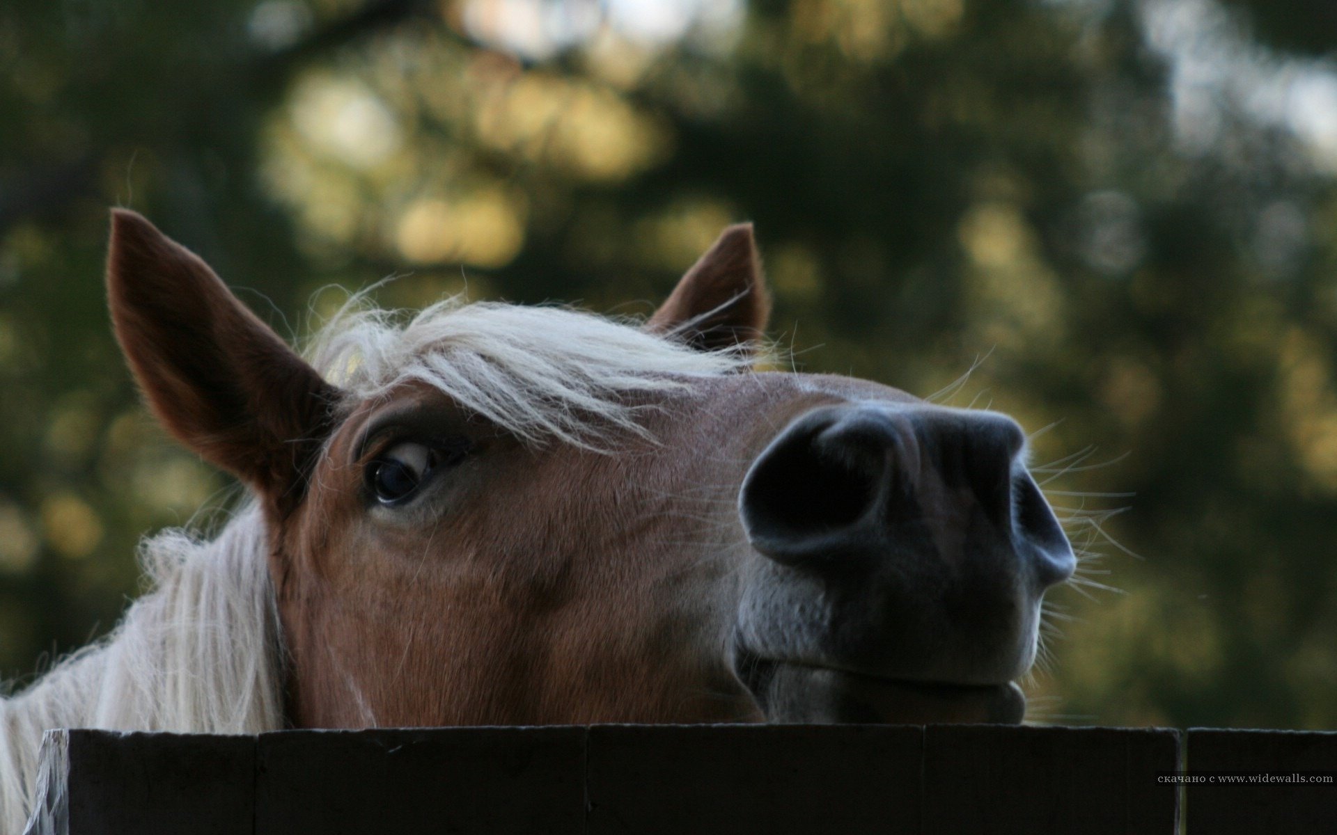 caballo foto cerca cerca árbol foto ungulados hocico nariz melena vista sol