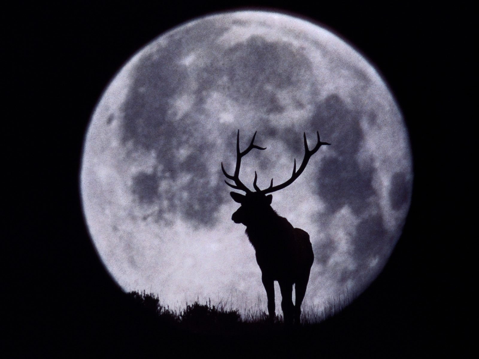 cerf bois lune silhouette noir et blanc ongulés terre herbe fond