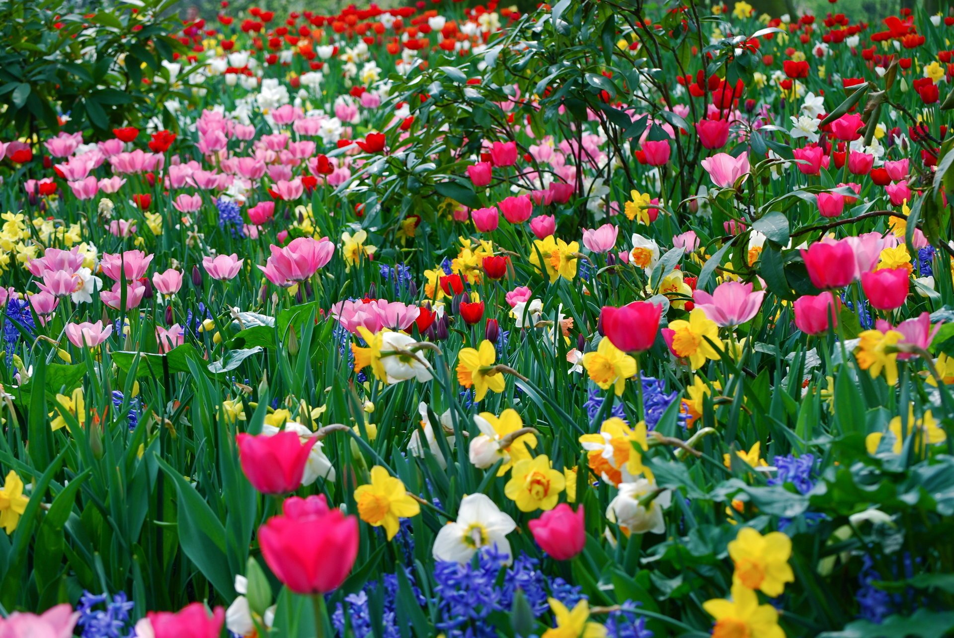 fleurs différent beaucoup printemps fonds d écran de printemps parterres de fleurs été