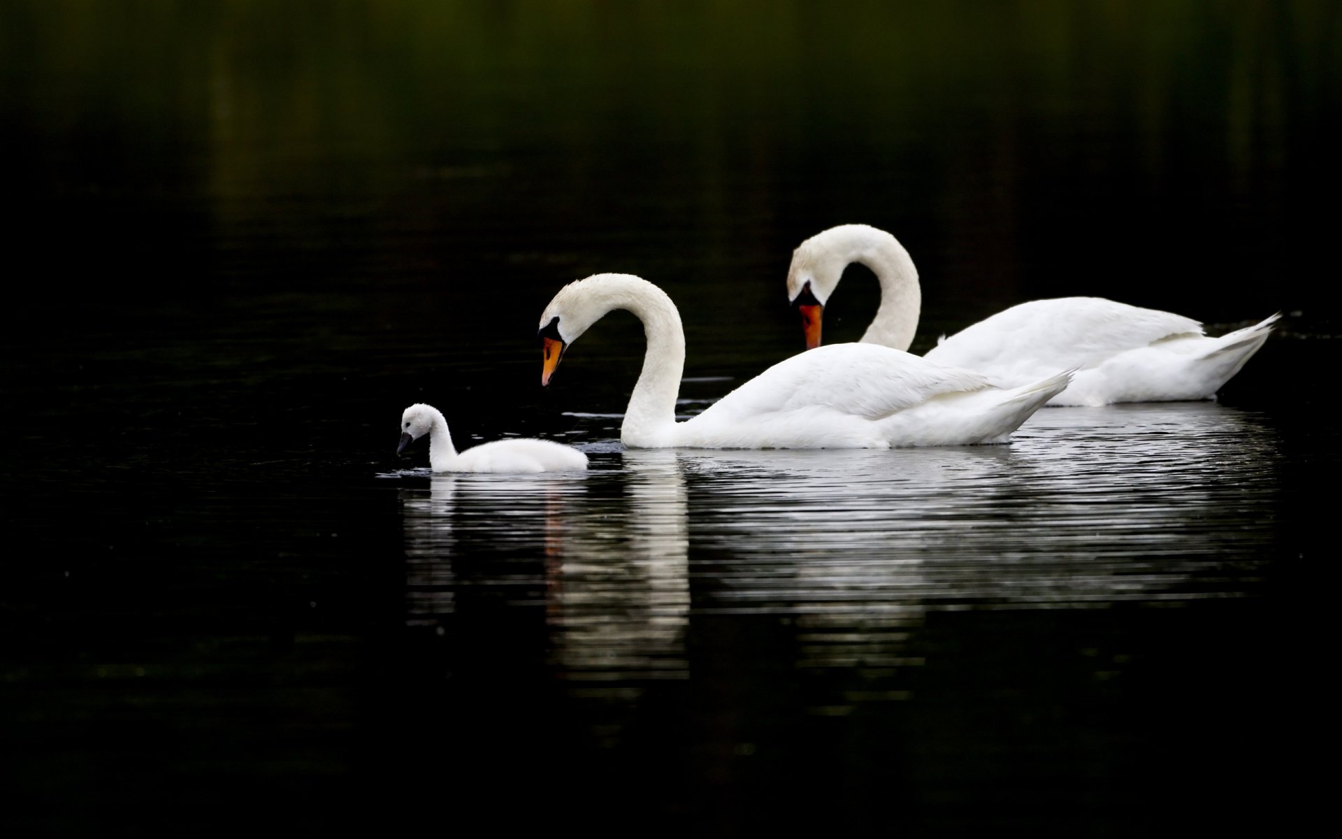 vögel schwäne drei wasser reflexion familie schwarzer hintergrund gefiedert