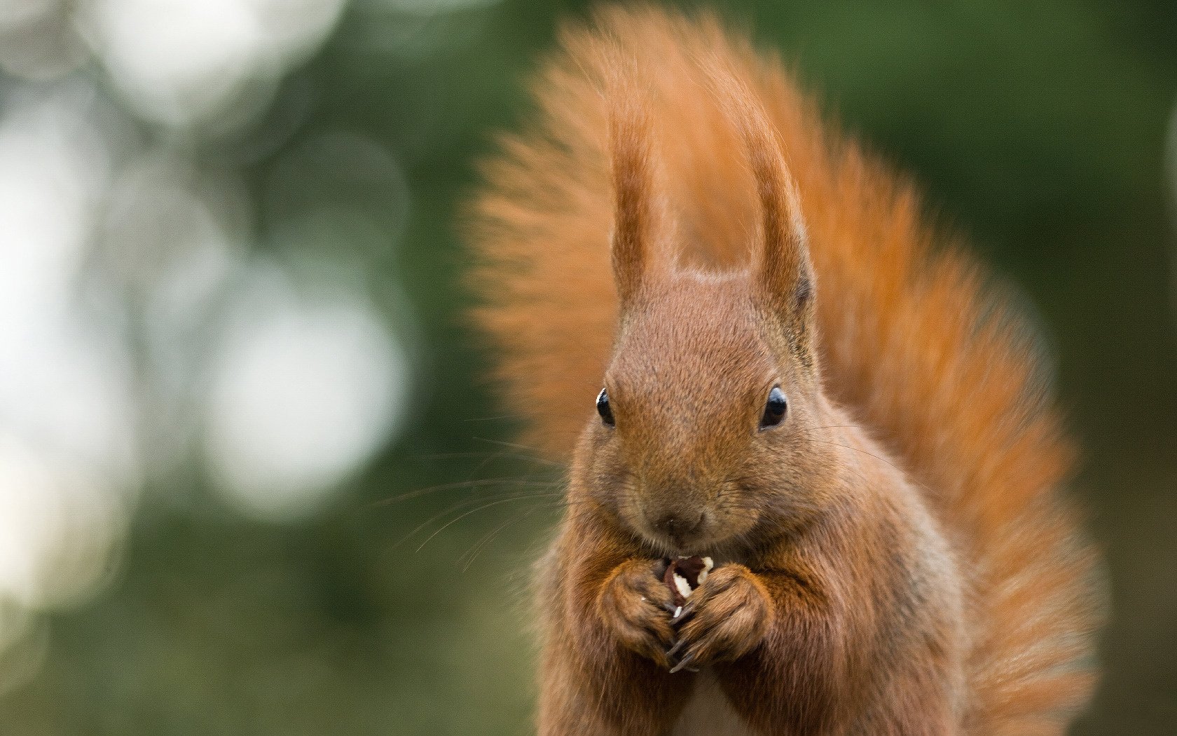 protein red tail small eyes animal nibbles walnut glare nature macro green background