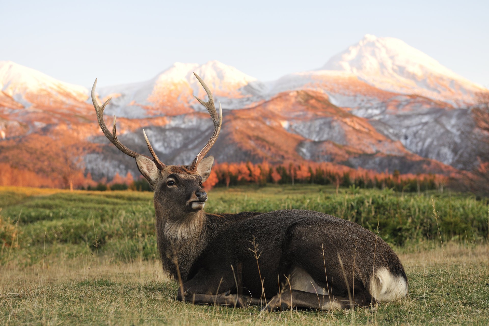 hirsch lebensraum tiere säugetiere hörner berge landschaft natur tapete huftiere blick land gras feld