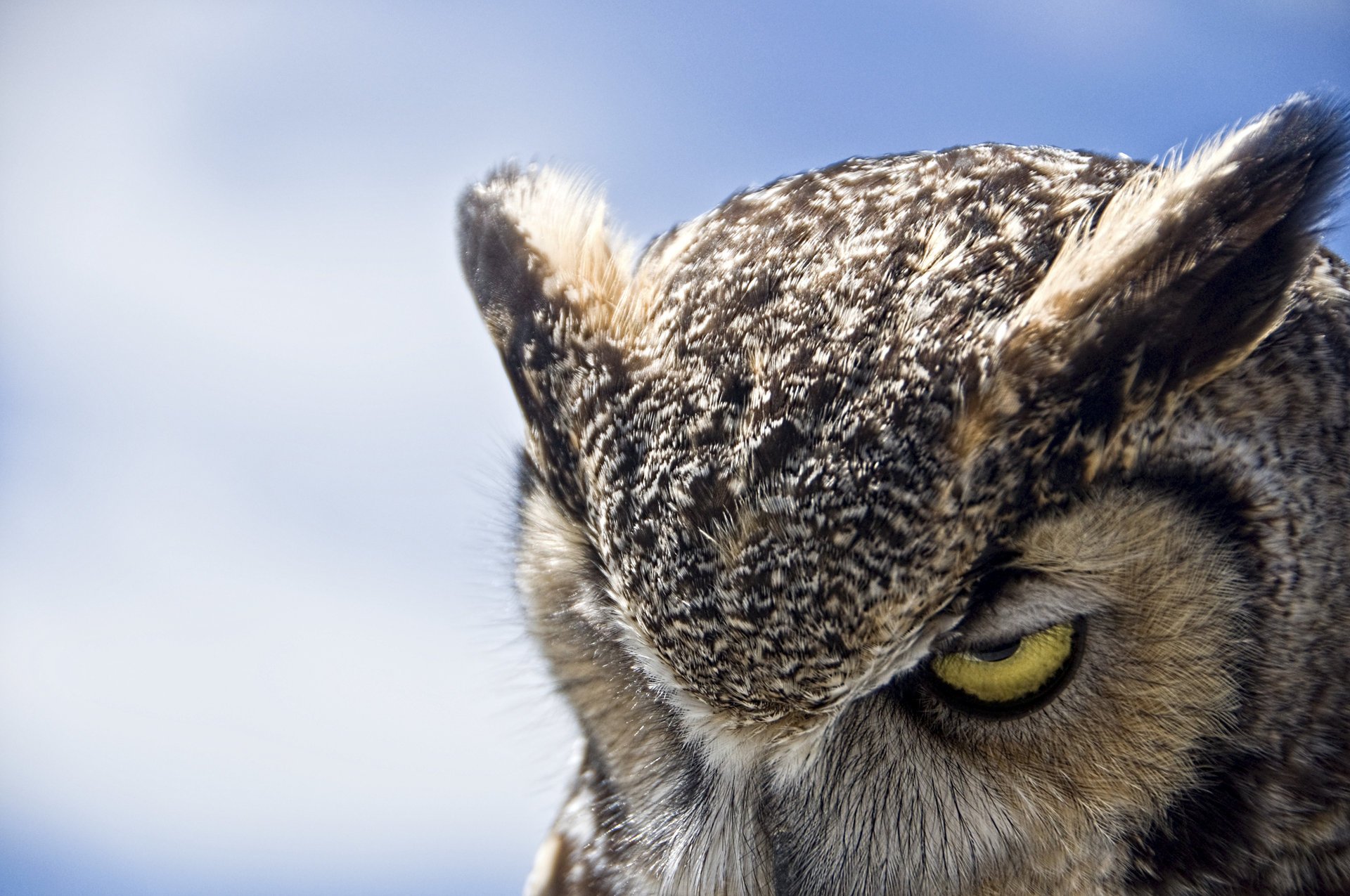 owl gloomy owl great horned owl birds eyes sky gaze feathered