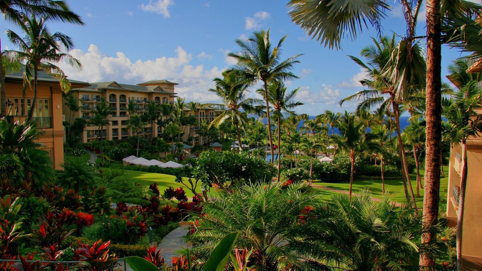 flowers hawaii the hotel palm trees pool sea heat stay city