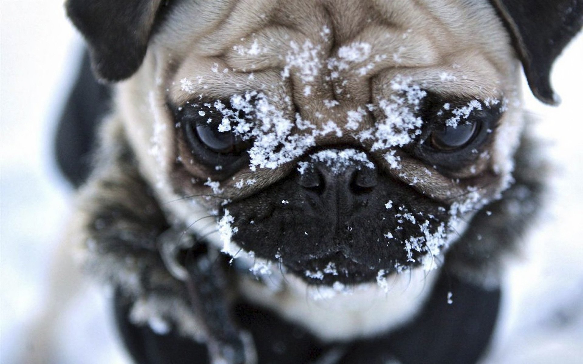 museau joli visage chien carlin hiver neige yeux chiens regard