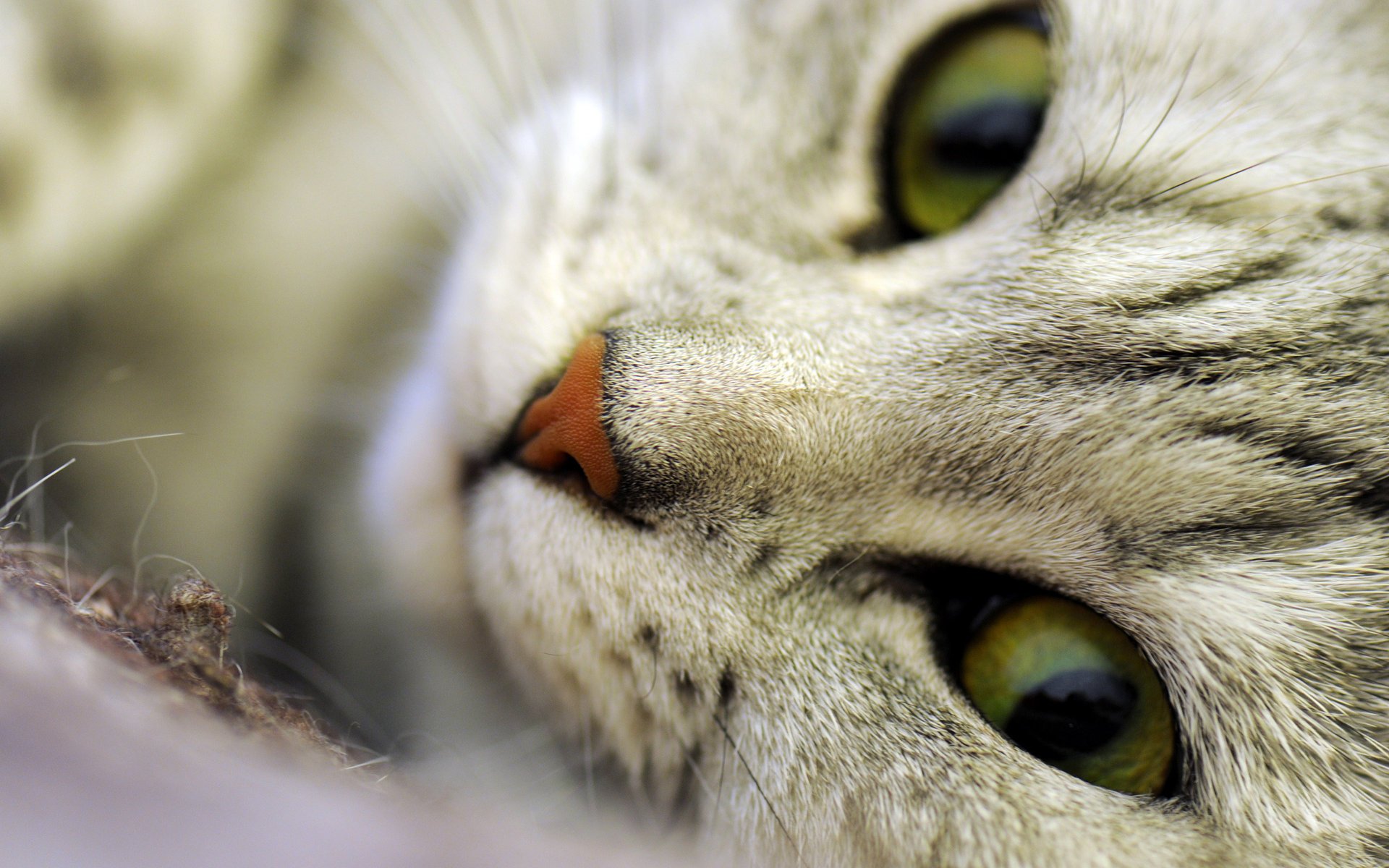 katze kitz katze makro schnauze augen nase schnurrbart wolle haare tiere blick katze